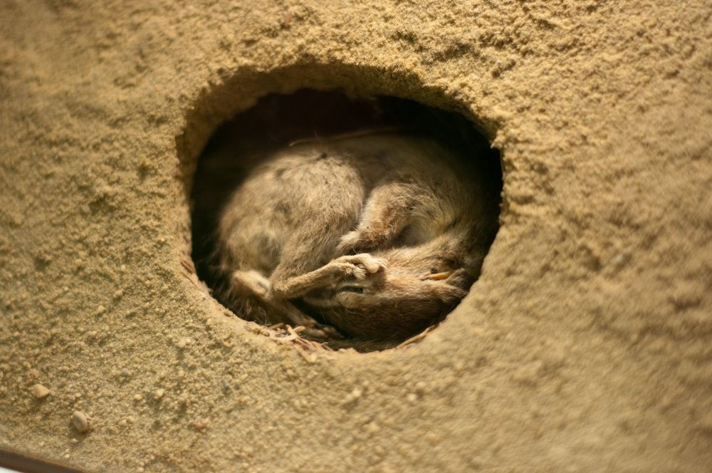 Which animals hibernate, which don't? You'll be surprised | The Riverdale  Press 